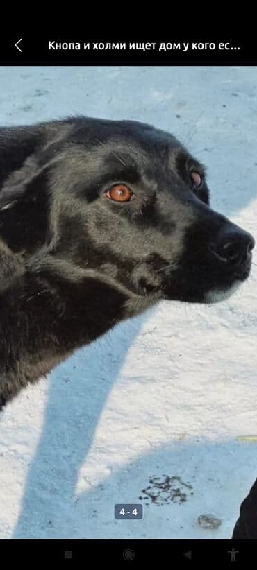 Холми ищет дом