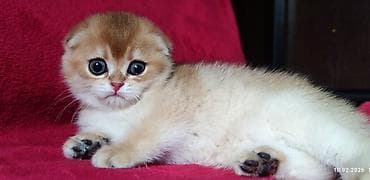 ориентальная длинношерстная кошка: Скотиш Фолд (Шотландская вислоухая), 2 месяца, Мальчик, Золотая шиншилла — 8