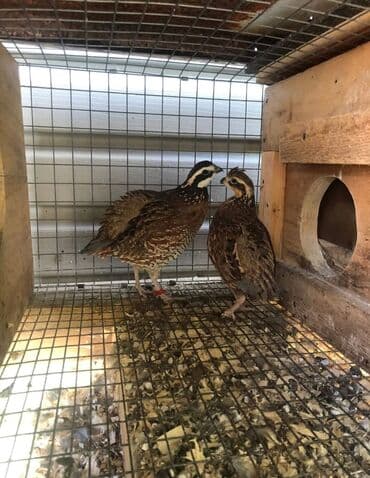 куры оптом: Продаю | Куры, Петух — 4