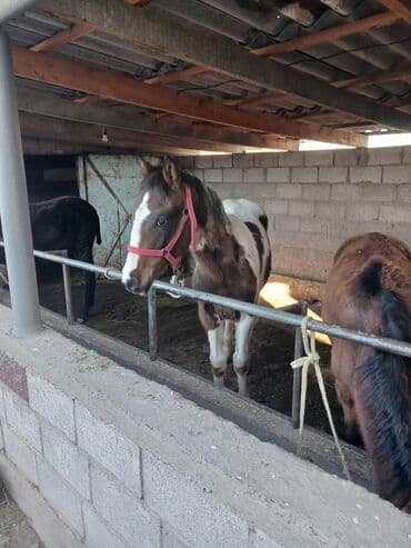 каровы кировское: Продаю | Жеребенок | Дончак | Для разведения, Рабочий, Конный спорт | Племенные — 4