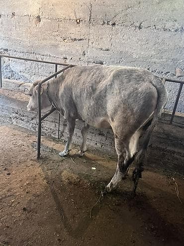 жаныбарлар: Сатам | Кунаажын | Бордоп семиртүү үчүн | Байланган — 3