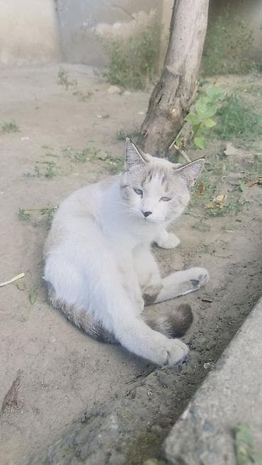 Ребята, SOS 🆘 Соседи снова выгнали кошку на улицу. Это уже не первая
