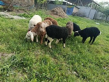 корейские куры: Продаю | Ягненок | Для разведения — 7