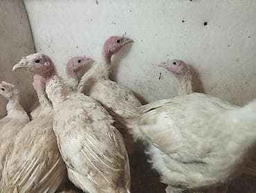 жалал абад дакан: Продаю индюшат — 1
