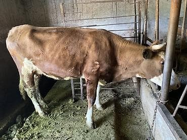 бекер иттер: Сатам | Уй (ургаачы) | Симментал | Көбөйтүү үчүн | Байланган — 3