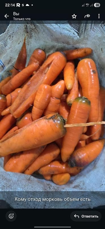 Морковь Оптом
