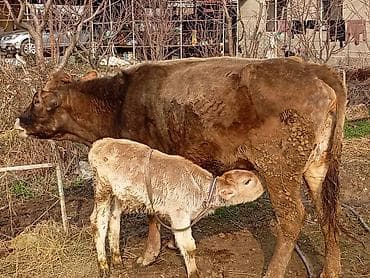кальций для животных: Продаю | Корова (самка) | Для молока | После отела — 1
