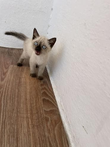 Животные: Котёнок сибирско-сиамского (колор-пойнт) типа - Возраст: примерно — 1