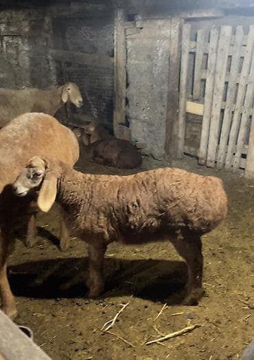 кой кисар: Продаю | Овца (самка) | Арашан | Для разведения | Осеменитель — 7