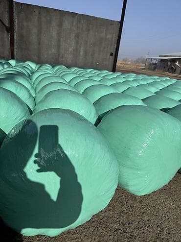 сено тюп: Продаю силос высшего качества Мелкого дробления с зернами Адрес село — 2