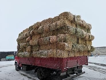 люцерна клевер: Сено в трюках ячменный салома с мелким камышом - Прессованные тюки — 1