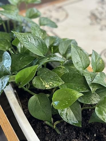 Комнатные розы: 🌿 Специалист по уходу за комнатными растениями • Уход за растениями • — 9