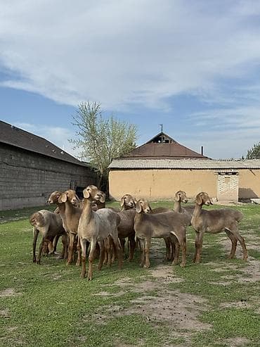 инкубационные яйца индюков: Продаю | Ягненок | Для разведения | Племенные — 10