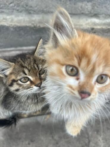 корм для кошек и котят: Мышык бекер берилет: Породасыз, 2 айлык, Ургаачы, Лотокко барууга үйрөтүлгөн — 6