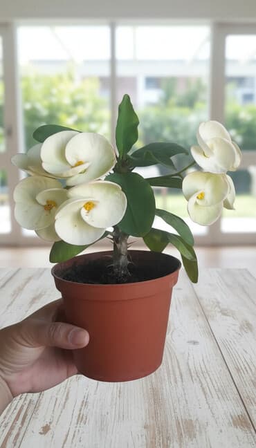 кресло биг бен: Продаю детку Тайского крупно цветково белого малачая, интересуеть — 1