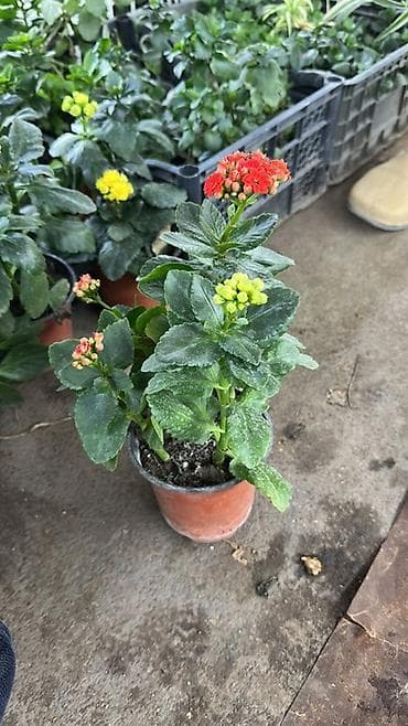 бугенвиллия фото: Каланхоэ Blossfeldiana в горшке - Компактное комнатное — 4