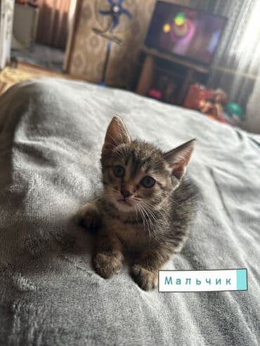 отдам котенка в добрые руки: Эркек — 5