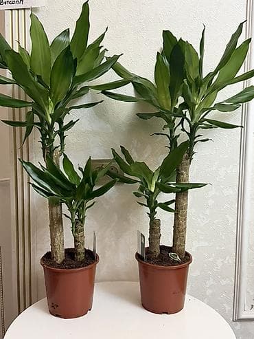 драцену маргината: Драцена (Dracaena fragrans, «драцена деремская») в пластиковом горшке — 2