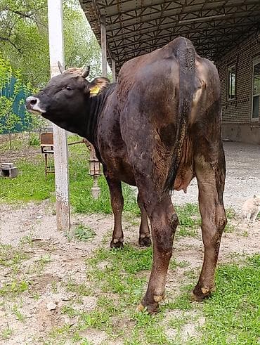 белые кролики: Продаю | Корова (самка) — 5