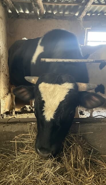Продаю | Бык (самец) | На откорм | Привязанные at lalafo.kg Продаю | Бык (самец) | На откорм | Привязанные