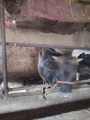 Продаю | Бык (самец) — 6