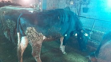 Продаю | Корова (самка) | На откорм | Привязанные