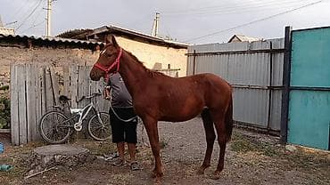 кон: Продаю | Жеребец | Рабочий — 3