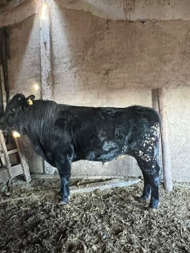 Собаки: Продаю | Бык (самец) | На откорм | Привязанные — 3