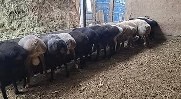 продажа щенков немецкой овчарки с документами в бишкеке: Продаю | Баран (самец) | На забой | Осеменитель — 2