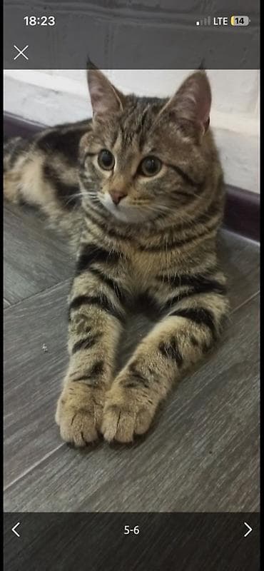 scottish fold: Девочка тигрово-мраморного окраса На последних фото ее отец Девочке — 5