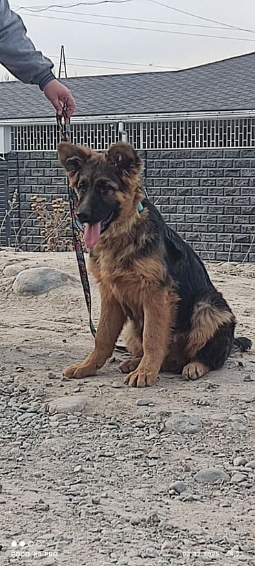 бельгийская овчарка щенок: Щенки немецкой овчарки4месяца - Пухнастые малыши с крепким костяком и — 3