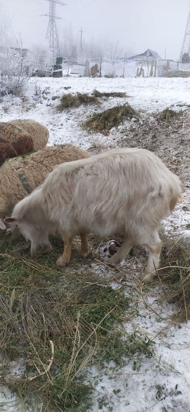 оптом кой козу: Сатам | Теке (эркек) | Көбөйтүү үчүн | Жасалма жол менен боозутуу — 5