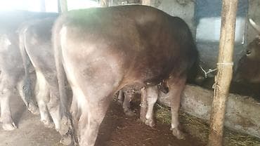 ангус купить: Продаю | Бык (самец) | На откорм | Привязанные — 4