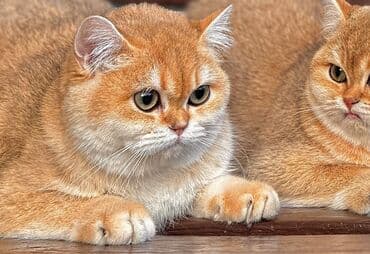 сколько стоит кот шотландский вислоухий: Скотиш Фолд (Шотландская вислоухая), 2 месяца, Девочка, Голубой — 1