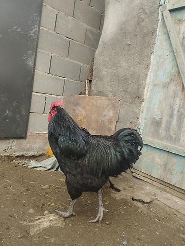 Башка жаныбарлар: Продаются куры порода Джерси гигант Россия Фокино только занеслись — 3