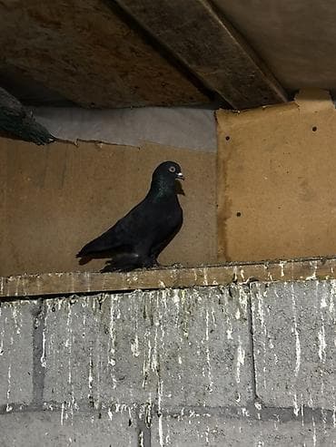 сколько стоят попугаи волнистые: Породистые декоративные голуби с оперёнными лапами (космачи) — 6