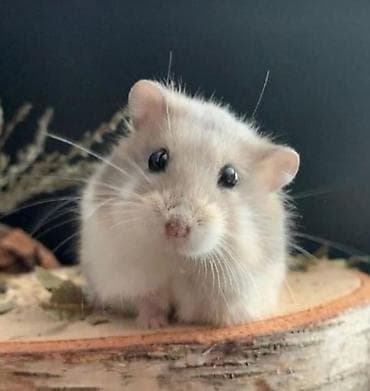 Птицы: ПРОДАЮ СИРИЙСКИХ И ДЖУНГАРСКИХ ХОМЯЧКОВ,А ТАК ЖЕ — 1