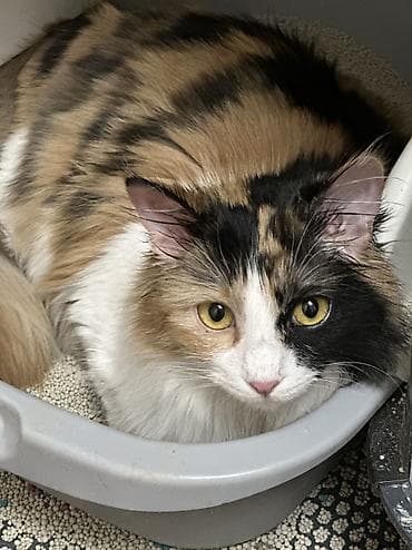 кошка мышык: Мышык бекер берилет: Орус көгүлтүр, Эркек — 6