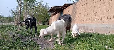 кой кыркан машына: Продаю | Коза (самка) | Для разведения — 10