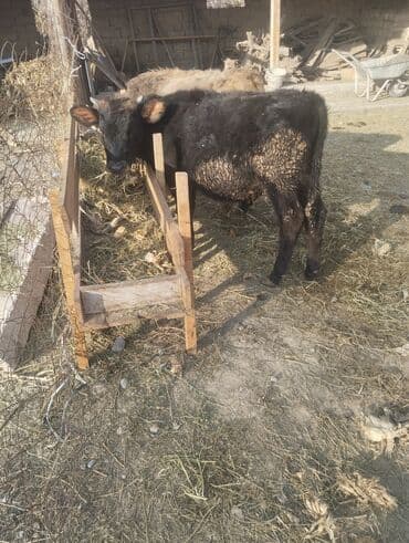 доска объявлений продажа собак: Продаю | Бык (самец), Музоо, торпок — 6