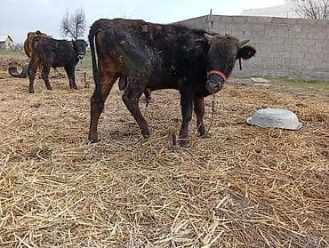 откорм: Продаю | Бык (самец) | На откорм | Привязанные — 1