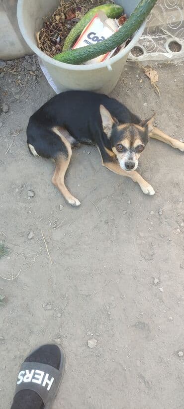 таксы собака: Ит бекер берилет: Miniature Pinscher, 1 жаш, Эркек — 1