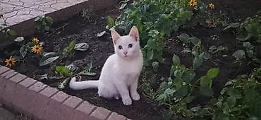 scottish fold: Ласковая кошечка ищет дом. Красивый окрас с голубыми глазами. Также — 1
