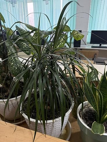 Антуриумдар: Комнатные растения в горшках 1) Антуриум (розовый бутон) — — 6