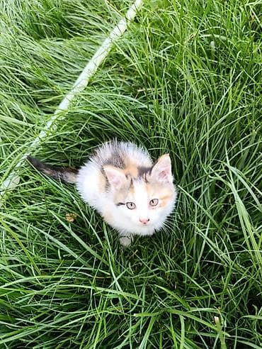 собака люся: Котята домашние, игривые и контактные. Описание: - Возраст примерно — 8