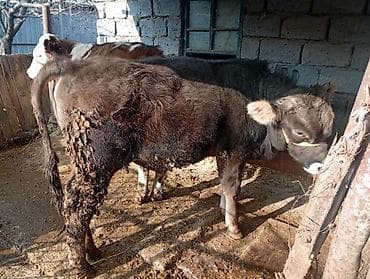 А/ч жаныбарлары үчүн тоюттар: Сатам | Бука (эркек) | Бордоп семиртүү үчүн | Байланган — 1