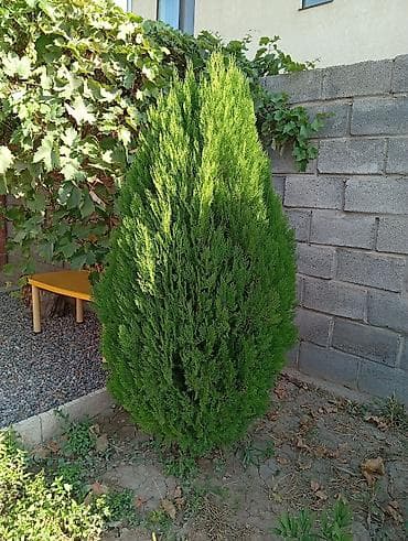 туя ош: Туя западная Смарагд (Thuja occidentalis ‘Smaragd’) — декоративные — 2