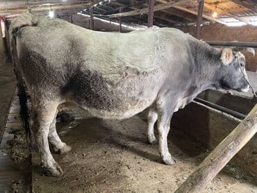 в связи с переездом отдам попугая жако в добрые руки: Продаю | Корова (самка) | Для разведения, Для молока | Стельные — 1