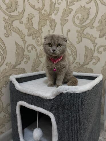 детский велосипед трансформер: Шотландский вислоухий котёнок, 5 месяцев, прививка сделана, приучена к — 4