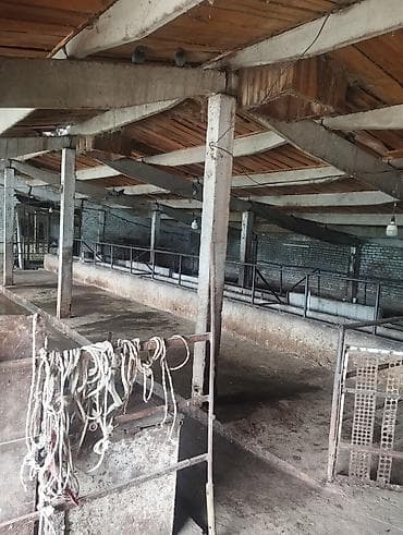город бишкек село ленинское продажа участков: Продается кошара с домом. дом 4 комнаты все удобства в доме. есть — 8
